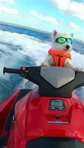 DOG driving a canoe The ending is unbelievable and funny! ❓😵