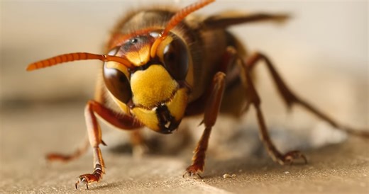 Watch what happens when a wasp uses pain as its ultimate weapon