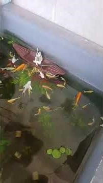 lại là o5 trên chiếc xuồng nhỏ