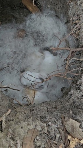 Update on the baby bunnies we found in the burrow!!! 🐰 . . . #bunnies #bunny #babybunnies #bunbun #lilbun #lilfluffybutt #rabbits #colonystyle #rabbitcolony #cuteness #cutenessoverload #farmanimals #greenacres #greenacresfarmoviedo | Green Acres Farm of Oviedo / Geneva