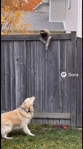 3.3K views · 36 reactions | Sloth Climbs Fence While Dog Sounds the Alarm ⸻ A sweet but funny moment as a slow-moving sloth climbs the fence, while a very concerned dog barks nonstop in the background. Cute chaos at its best. ⸻ #SlothSurprise #CuteChaos #FunnyAnimals #BarkingBuddy #Ai — made with Sora AI | JoyScroll | Facebook