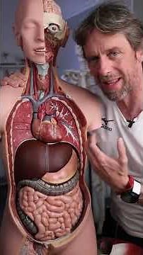 #shorts - how big are your lungs?