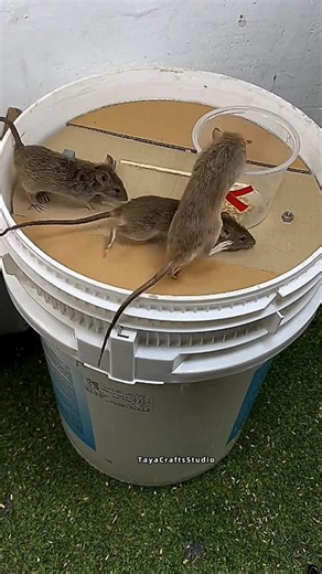 Smart Mouse Trap from Plastic Bucket & Cardboard 🪣🐭 | Easy DIY Home Hack ♻️ #diy #viral #shorts