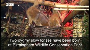 Staff at Birmingham Wildlife Conservation Park are celebrating the birth of two baby pygmy slow lorises | BBC Birmingham