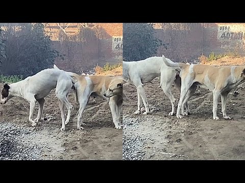 Stray dogs are mating || Mating dogs.