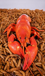 10 000 Mealworms vs. Crayfish, double cheeseburger, bundle of duck tongues, poisonous mushroom, emoji chocolate, apple, ball of yarn and cactus | WormLapse