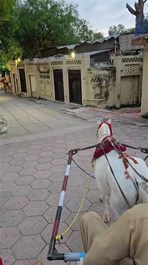 Riding a horse in the park is easier than you think