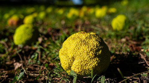 What woolly worms, persimmons & other signs predict for the upcoming winter weather forecast
