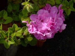 「美しい穂が実るとき」倉本裕基.