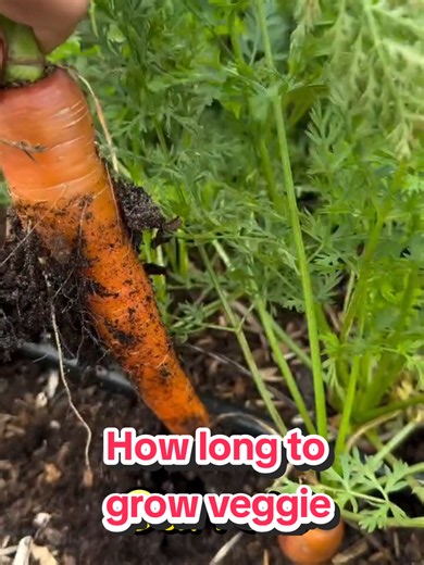 How long to grow veggies #garden #plant #veggies #gardening101 #harvest