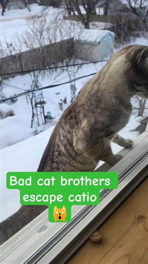 Bad Cat Brothers escape their catio 🙀 #cat #catlovers #cats #catshorts #kitty #catvideo #catvideos