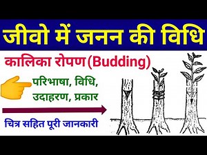 Budding in plants | budding asexual reproduction | vegetative propagation class 10 | 12th up board