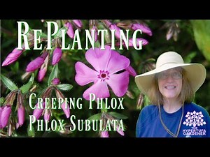 Planting Phlox subulata Creeping Phlox - I had it in containers for years!