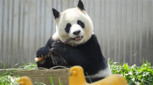Can Can, one of the most adorable pandas, has inherited her parents’ beauty and elegance. But she’s more than just a pretty face. Since becoming a mother, she’s also mastered parenting skills, making her a complete package of beauty and wisdom. Let’s take a closer look at her life! #panda #CCRCGP #PandaLife #GiantPandaStory For more panda information, please check out: https://en.ipanda.com | iPanda