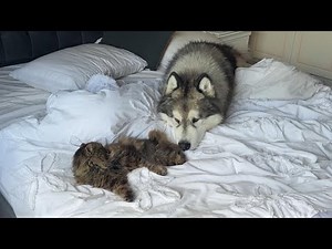 Husky Meets New Cat For The First Time! (Cutest Ever!!)