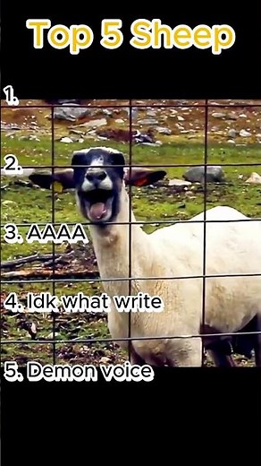 TOP 5 Sheep #funny #hilariousfails #funnyanimals