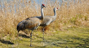 Michigan Could Have a Sandhill Crane Season