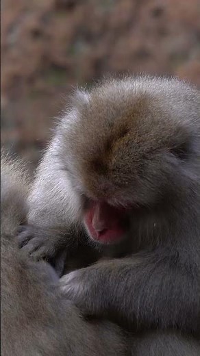 Grooming Delight: Japanese Monkeys Cleaning Each Other's Fur