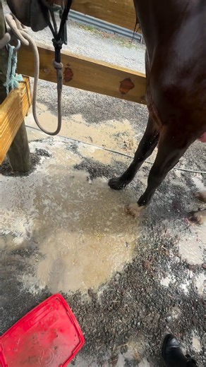 Spa Day for the Horses! Perfect day as it is a whooping 28°C ! 💅💅💅💄💄💋💋 Removing baby Clydesdale dreadlocks lump by lump…. !! ⭐️⭐️🐎 From Complete Beginner to Advanced 🐎 ⭐️⭐️⭐️⭐️⭐️ Lu Bu thang Www.boutiquehorsetreks.co.nz ✨✨Experience The Magic ✨✨ #horseriding #horsetreks#HawkesBayNZ#horsetrekking #newzealand #hawkesbay #napier #hastings #horselover #horsegirl#horseridingholidays#travelactivities#lovemyjob#horseridingonthebeach #horsemanship#freedomtothehorse#equestrian#bitless#horsesofin