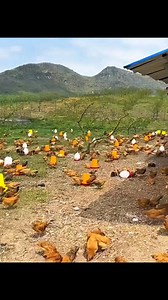 3M views · 39K reactions | When an Eagle Attacked, This Rooster Became a Warrior! 礪#trending #animals #rooster #eagle #reels | Facts Short | Facebook