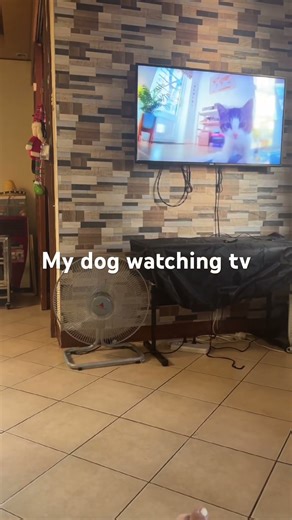 My dog watching tv #dog #dogwatching tv