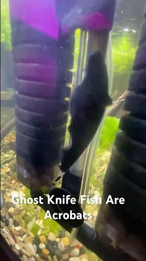 Ghost knife fish showing off it’s swimming skills #aquascaping #aquarium #eminem #oneshot #aquarium