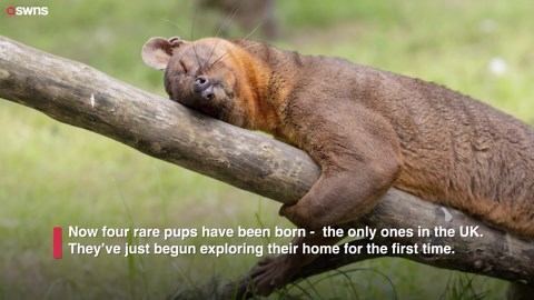 Zoo successfully gets fossas to mate by using 'Blind Date-style' sliding screen