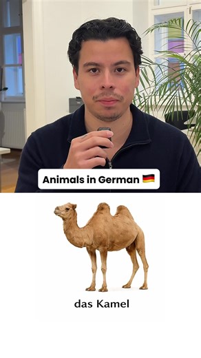 Animals in German 🇩🇪🐶 If you’re learning German, animal names are some of the first words you’ll come across — in conversations, books, signs, and daily situations. In this video, you’ll learn basic animals in German, with clear pronunciation to help you recognize and remember them easily. 📌 Save this reel and come back to it whenever you need quick German vocabulary. 💬 Comment 🐾 if you want more everyday German words explained simply. #LearnGerman #GermanVocabulary #Learndeutsch #GermanFo