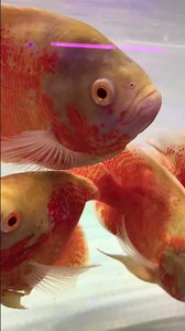 The fish in your photo are Oscar fish (Astronotus ocellatus) 🐟