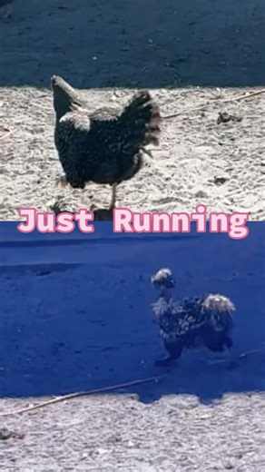 #chicken #run #backyardchickens #fypage #petsoftiktok