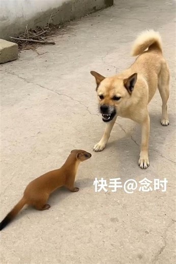 Weasel vs Dog – Tiny Fighter vs Big Bark! 😂🐶 | AI Funny Animal Video