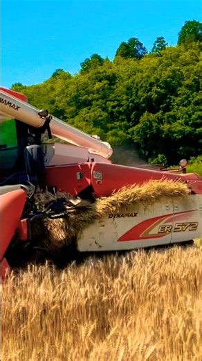 クボタER572で麦の刈り取り作業｜大型コンバイン収穫風景#kubota #農業 #現代農業 #farming #machinerychannel #agriculturelife