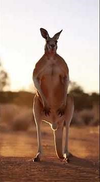 The Terrifying Power of a Red Kangaroo
