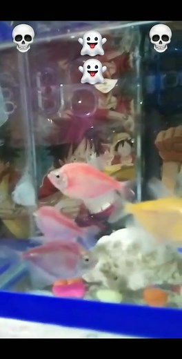 24 shares | Halloween �� luffy set up | Eugine Taguro | Facebook