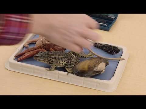 Intermediate Dissection Kit | Unboxing