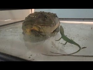 African bullfrog eating four green anoles WARNING LIVE FEEDING VIDEO