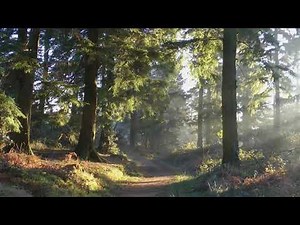 Forest Video Background