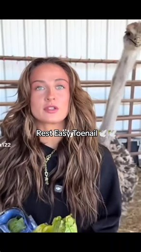 #purplerain #riptoenail #ostrich #resteasy #prince | toenail ostrich