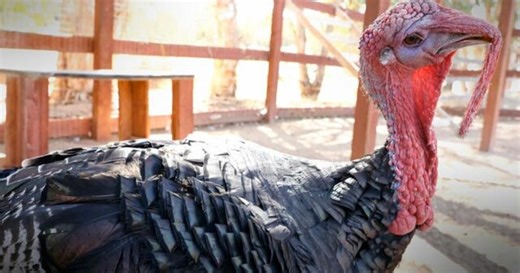 Ways to save as inflation and bird flu raise turkey prices and costs of Thanksgiving staples