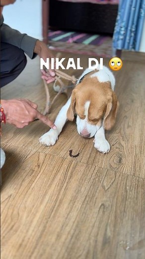 He will sleep peacefully now 🫠🥺#leech #beaglecrew #beaglepuppy #beagleboy #beagleworld #animalkin...