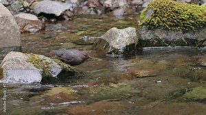 American Dipper (Cinclus mexicanus) bird swimming to catch small fish from a mountain stream in the Olympic Mountains of Washington state