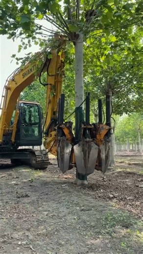Tools for tree transplanting and digging- Good tools and machinery make work easy#shortsfeed