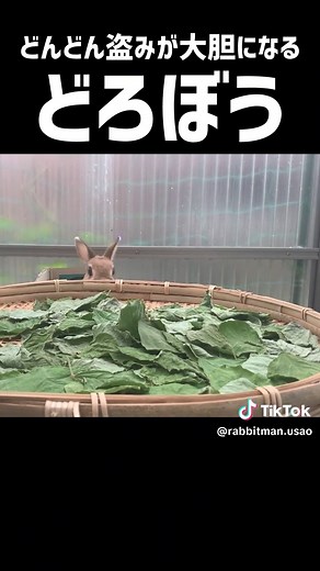 TikTokでrabbit manさんをチェック！