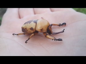 Borneo: Coleoptera - Beetles / Käfer