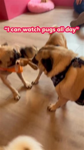 You can watch pugs all day? The pugs at CuppaPug in Frisco, Texas are a mixture of resident pugs, pugs up for adoption with @dfwpugrescue and their alumni adoptees. A variety which means they want to play, cuddle, interact and sleep 😂 Something for everyone at the pug cafe, you’ll never be board and there’s always a pug around looming for attention. Have you met any of the pugs in Texas? #CuppaPug | CuppaPug