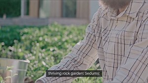 Bestb Plants for Rock Gardens A Beginner