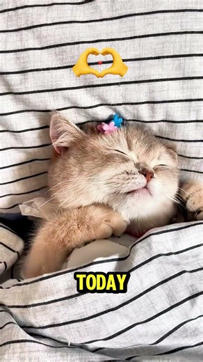 Don’t Make This Robot Waiter Upset! 🤖😂