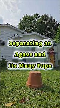 Repotting and Separating Agaves