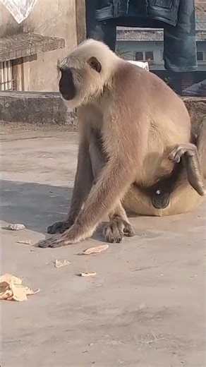 Hanuman ji ko pranam karo