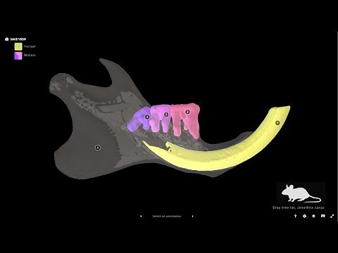 Sketchfab Tutorial 1: Uploading and Editing Models Within Sketchfab